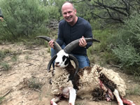 Four Horned Sheep Hunts with professional hunting guide Dan Moody Hunting Services in Texas