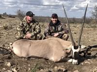 Gemsbok Hunts with professional hunting guide Dan Moody Hunting Services in Texas