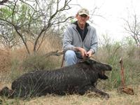 Wild Hog Hunts with professional hunting guide Dan Moody Hunting Services in Texas