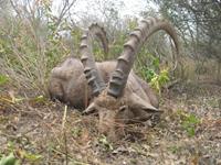 Ibex Hunts with professional hunting guide Dan Moody Hunting Services in Texas