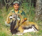 Mouflon Hunts with professional hunting guide Dan Moody Hunting Services in Texas