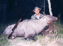 Nilgai Hunts with professional hunting guide Dan Moody Hunting Services in Texas