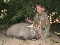 Nilgai Hunts with professional hunting guide Dan Moody Hunting Services in Texas
