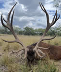Red Stag Hunts with professional hunting guide Dan Moody Hunting Services in Texas