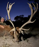 Red Stag Hunts with professional hunting guide Dan Moody Hunting Services in Texas