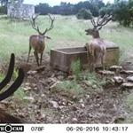 Sika Hunts with professional hunting guide Dan Moody Hunting Services in Texas