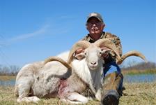 Texas Dall Hunts with professional hunting guide Dan Moody Hunting Services in Texas