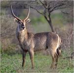 Waterbuck Hunts with professional hunting guide Dan Moody Hunting Services in Texas