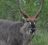 Waterbuck Hunts with professional hunting guide Dan Moody Hunting Services in Texas