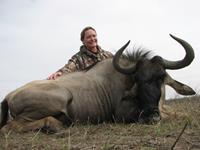 Wildebeest Hunts with professional hunting guide Dan Moody Hunting Services in Texas