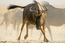 Wildebeest Hunts with professional hunting guide Dan Moody Hunting Services in Texas