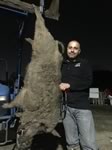 Good boar caught with dogs Rodrigo bought