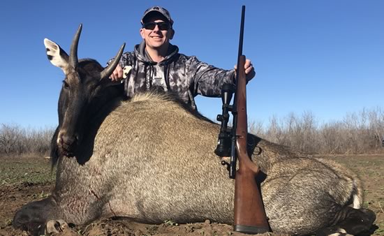 Nilgai Hunting Trip in Texas