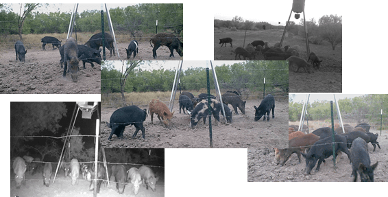Bow hunting wild hogs in Texas